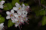 Parsley hawthorn